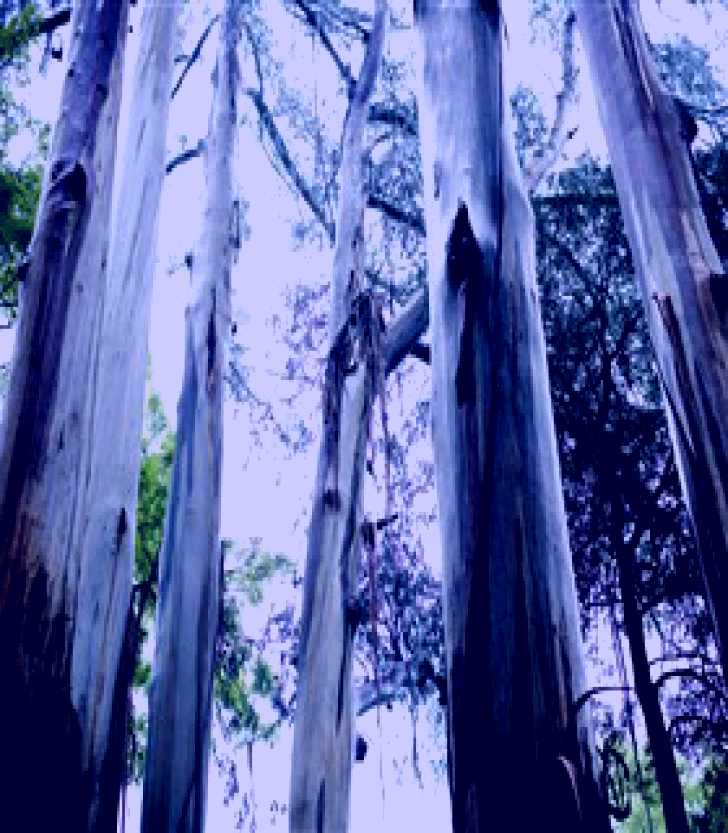 SubjectCoach | Dandenong Ranges National Park