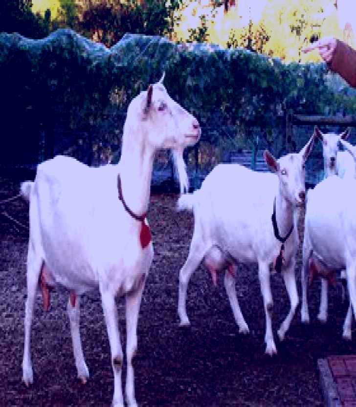 SubjectCoach | Drysdale Cheeses