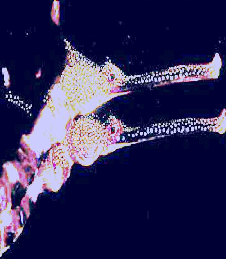 SubjectCoach | Eagle Rock Marine Sanctuary