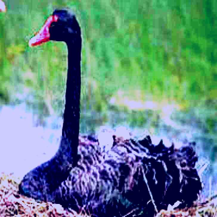 SubjectCoach | French Island Marine National Park