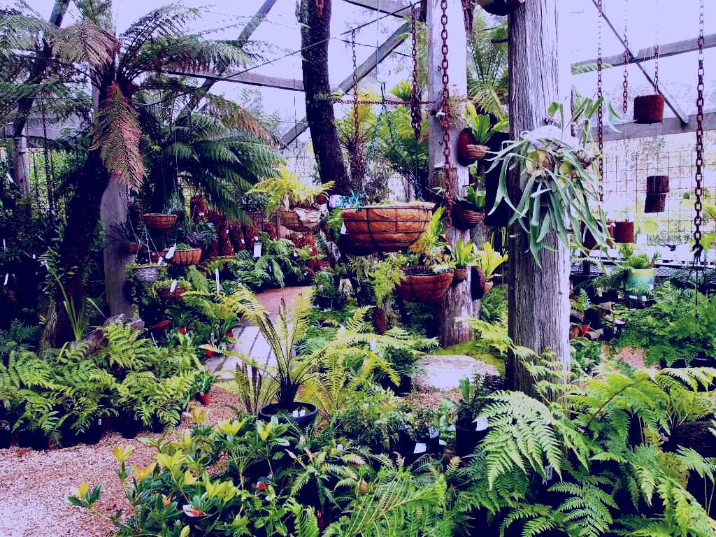 SubjectCoach | Kuranga Native Nursery and Paperbark Cafe