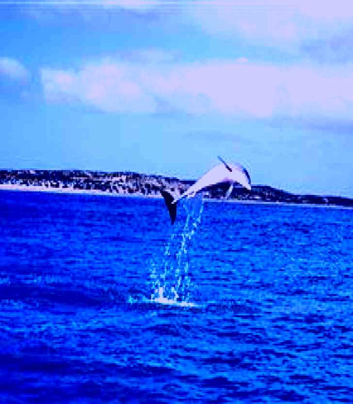 SubjectCoach | Steep Point