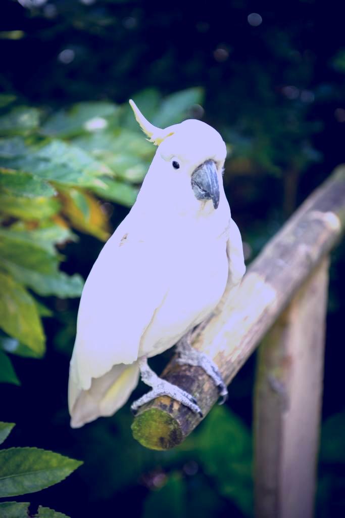 SubjectCoach | Owlcatraz Native Bird and Wildlife Park