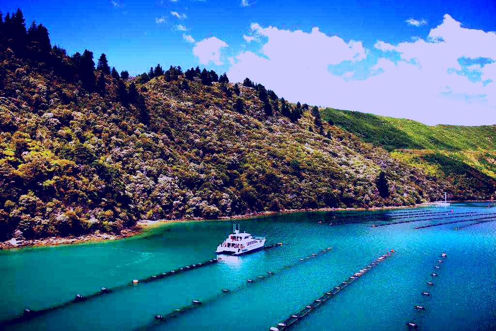 SubjectCoach | Greenshell Mussel Cruise