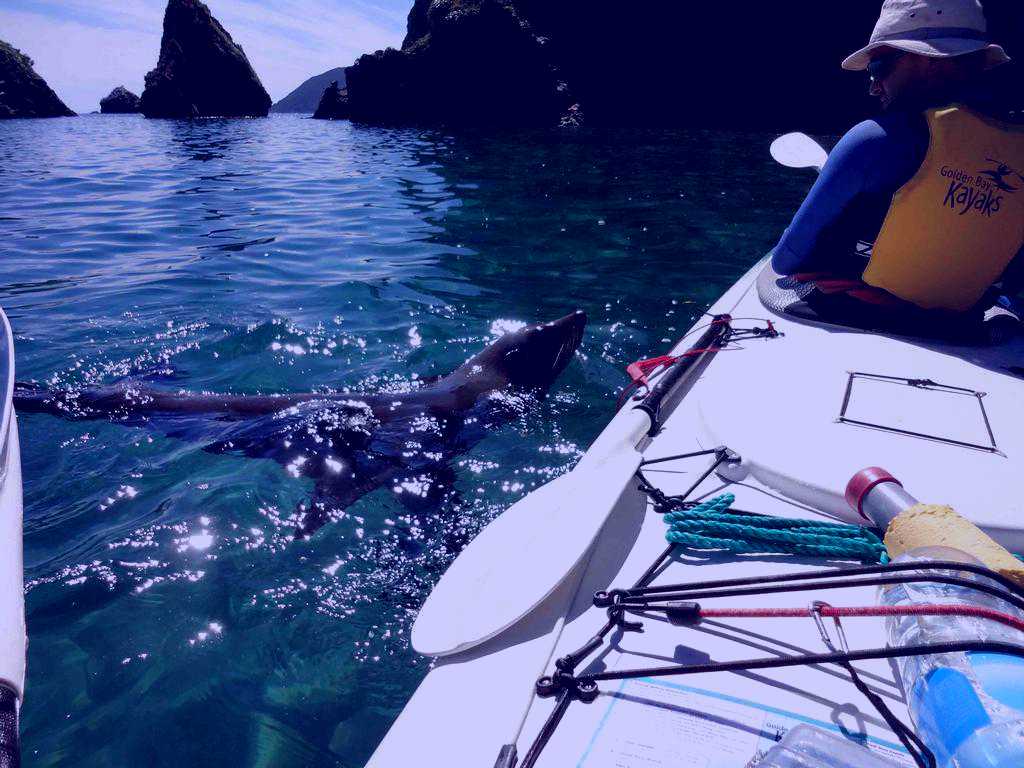 SubjectCoach | Golden Bay Kayaks (Abel Tasman Park)
