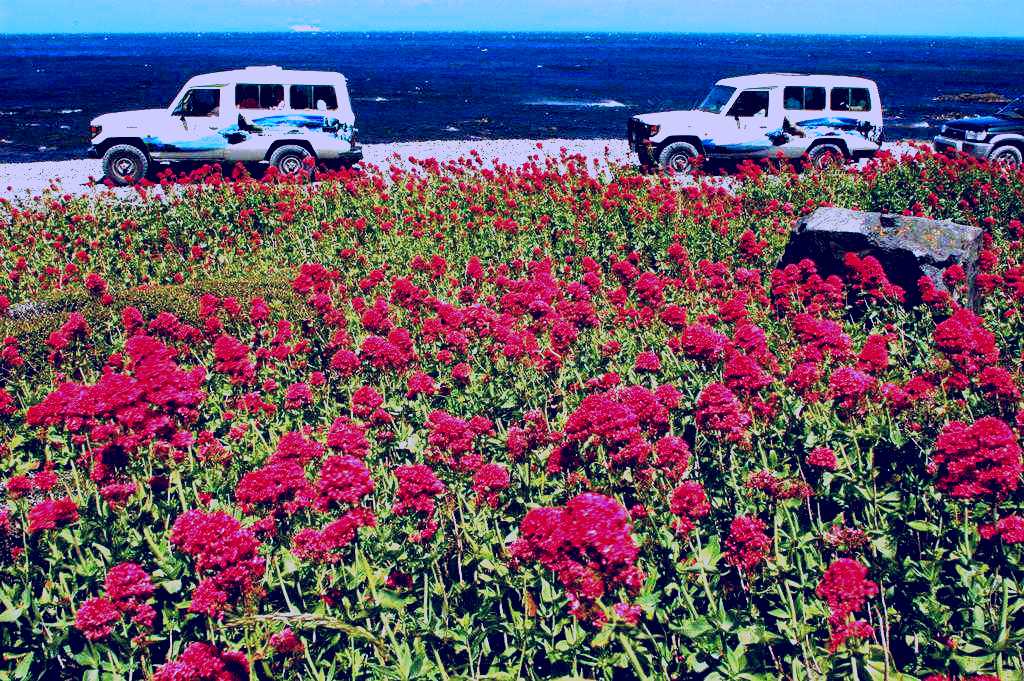 SubjectCoach | Seal Coast Safari