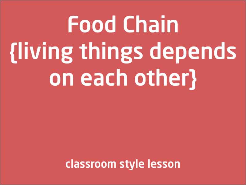 SubjectCoach | Food chain