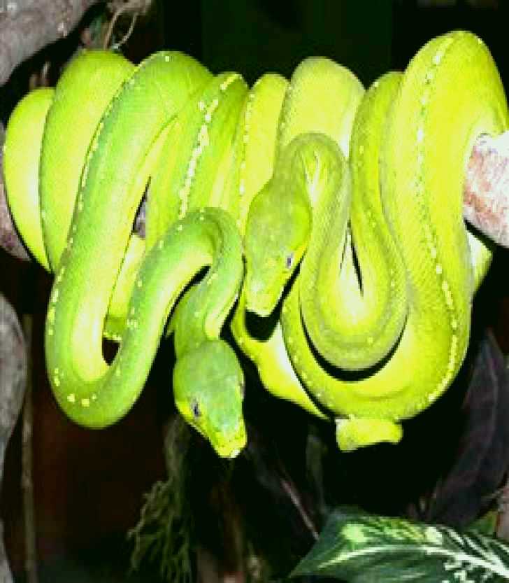 SubjectCoach | Canberra Reptile Zoo