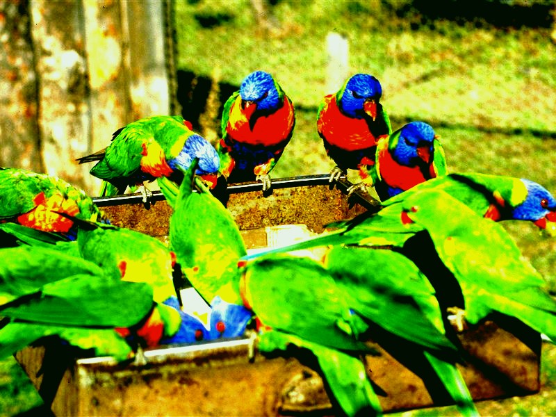 SubjectCoach | Canberra Walk In Aviary