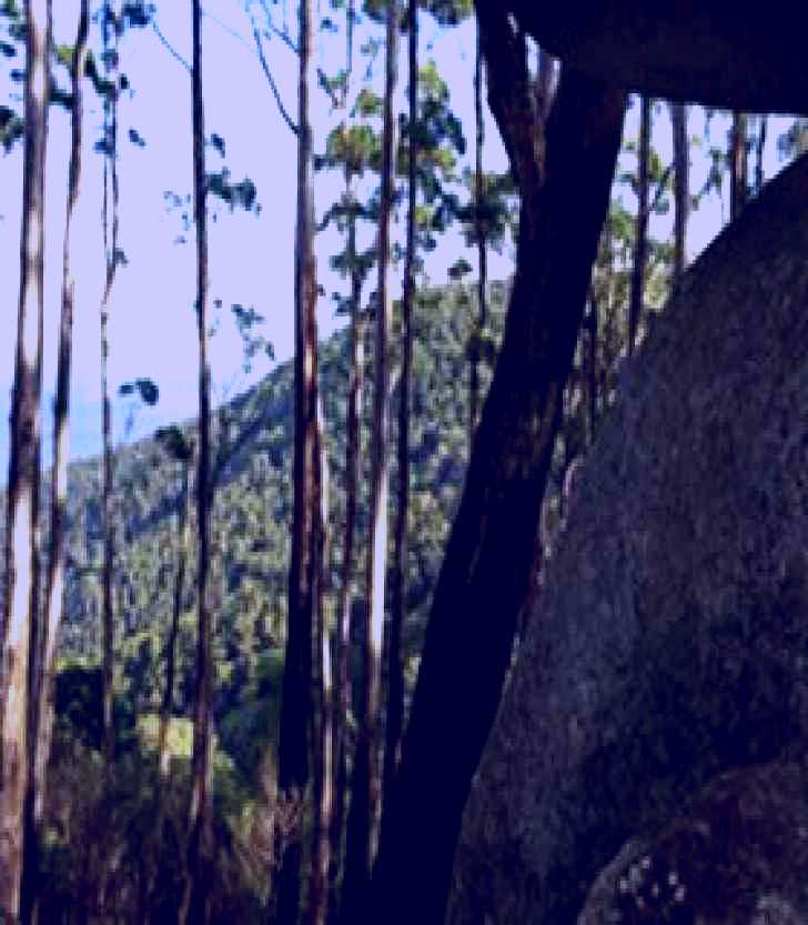 SubjectCoach | Gulaga National Park