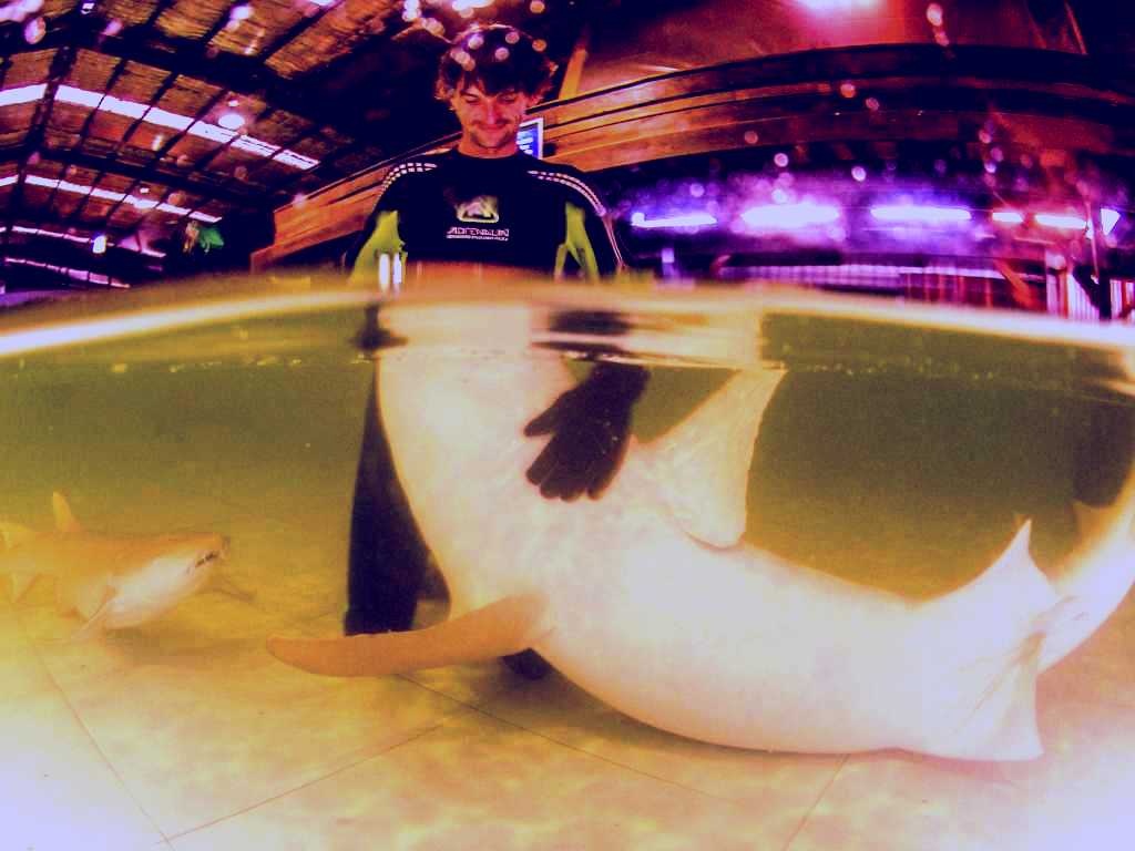 SubjectCoach | Irukandji Shark and Ray Encounters