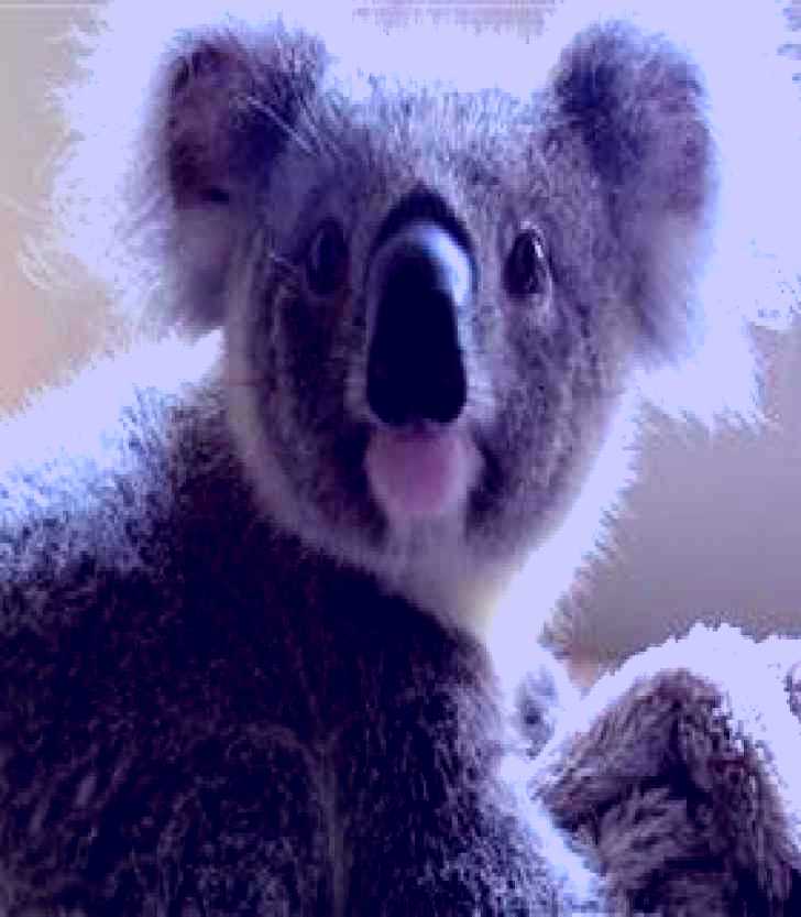 SubjectCoach | Koala Care Centre in Lismore