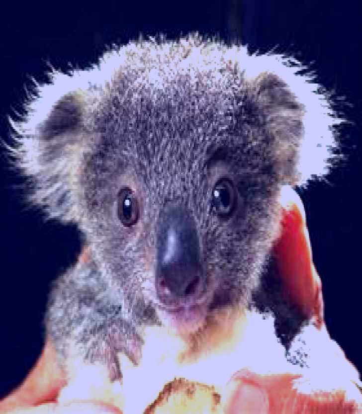 SubjectCoach | Koala Hospital
