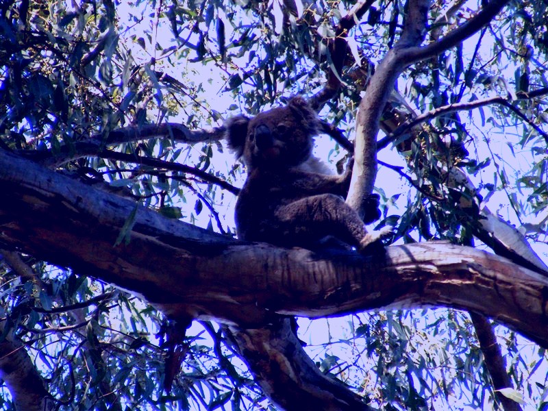 SubjectCoach | Koala Spotting Regeneration Reserve