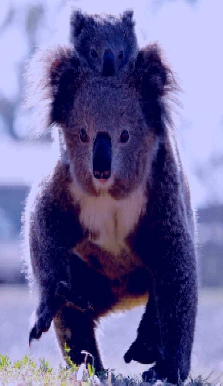 SubjectCoach | Koalas in Gunnedah