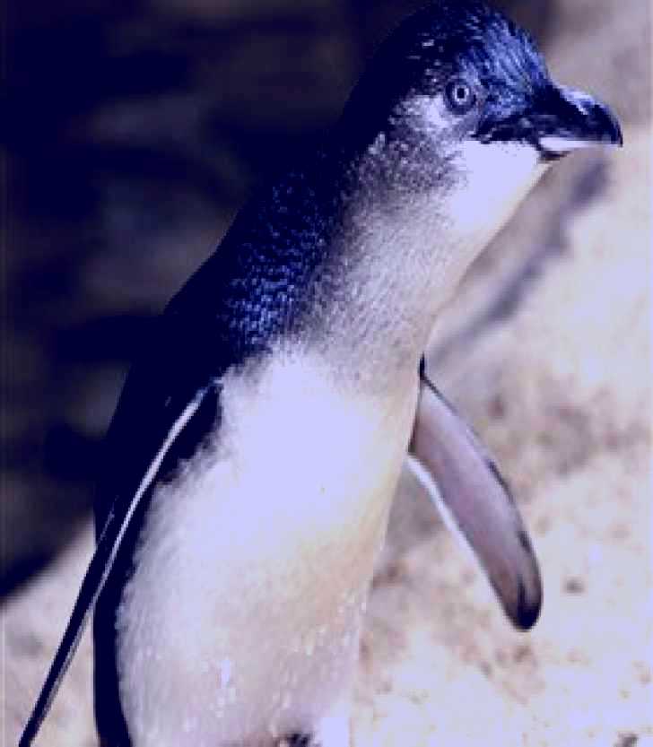 SubjectCoach | Manly SEA LIFE Sanctuary