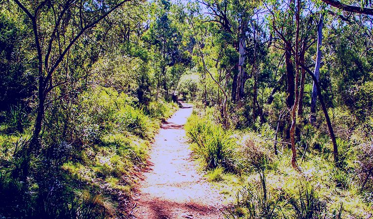 SubjectCoach | Mares Forest Creek walking track