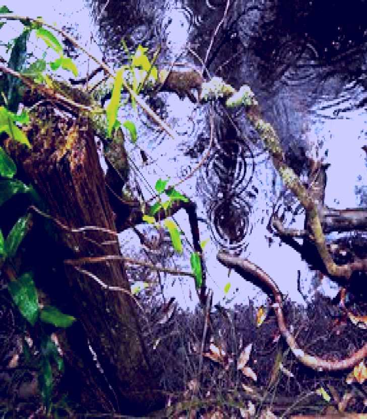 SubjectCoach | Mogo Bushwalk