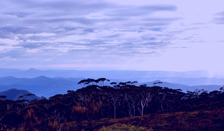 SubjectCoach | Mount Budawang trail