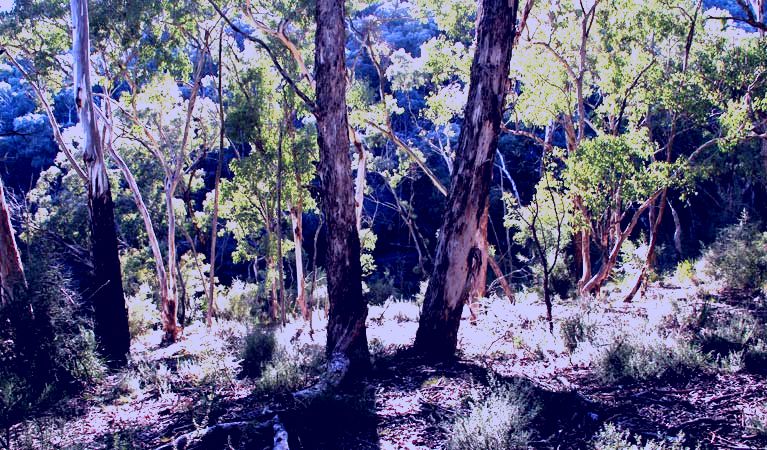 SubjectCoach | Mount Gray walking track