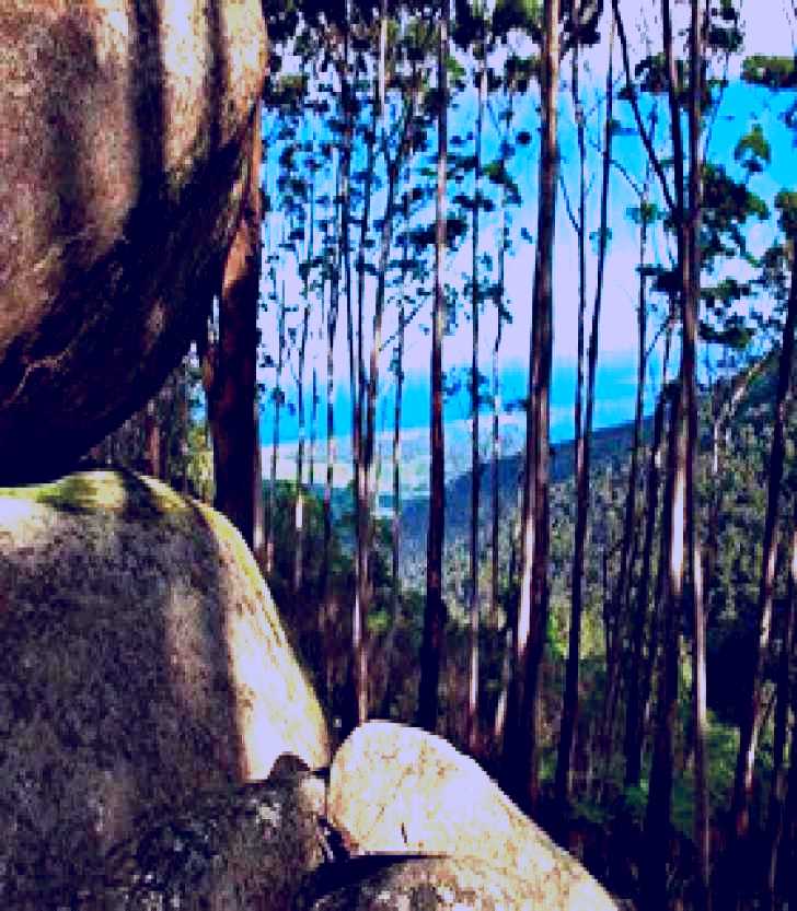 SubjectCoach | Mount Gulaga (Mount Dromedary) Walk