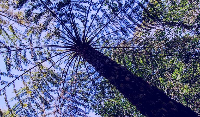 SubjectCoach | Mount Keira Ring track