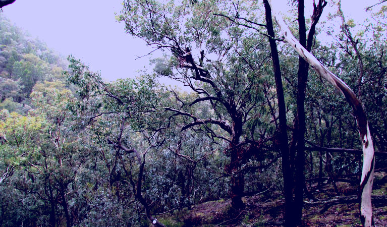 SubjectCoach | Mount Murga walking track