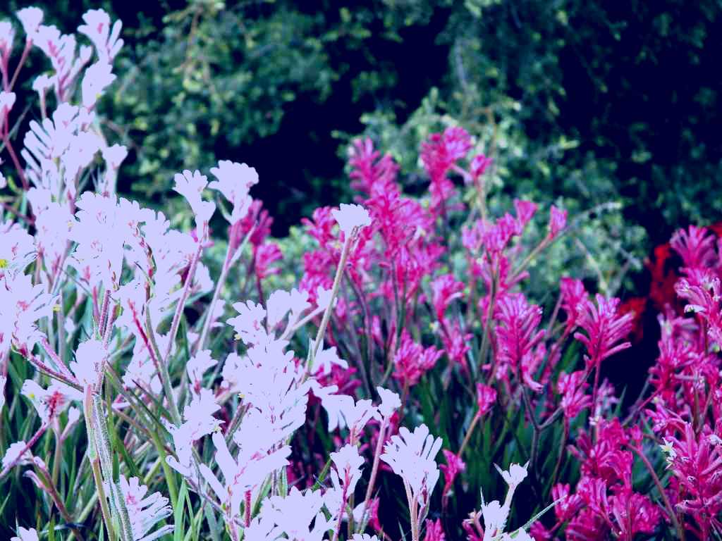 SubjectCoach | Mt Penang Gardens