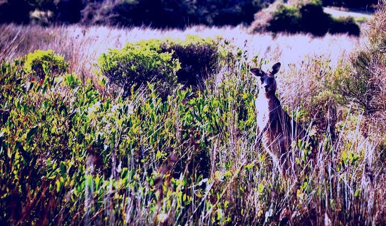 SubjectCoach | Murramarang Aboriginal Area walking track