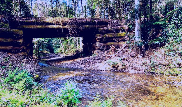 SubjectCoach | Myrtle Scrub scenic drive