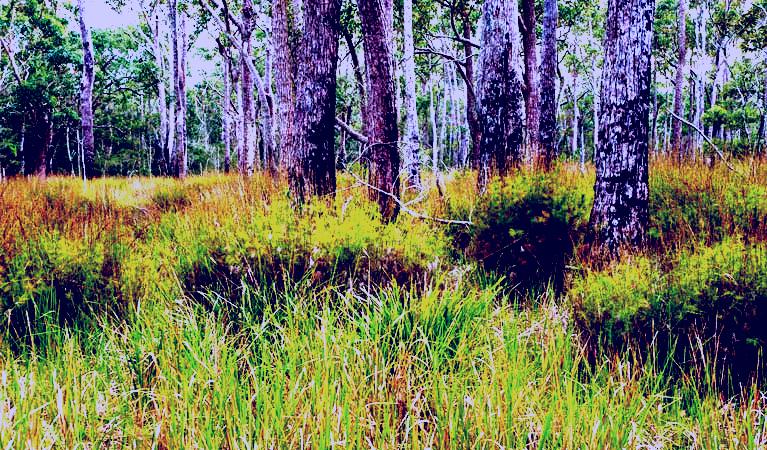 SubjectCoach | Narrawallee Inlet walking track