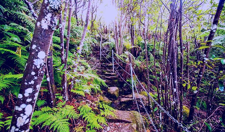 SubjectCoach | Sublime Point walking track