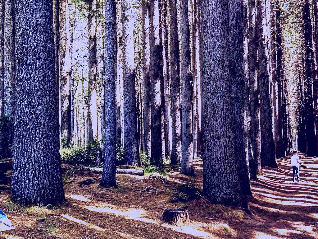 SubjectCoach | Sugarpine Walk
