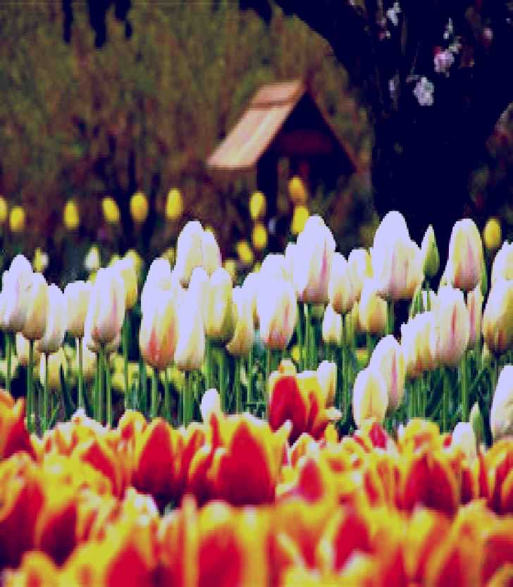 SubjectCoach | Tulip Top Gardens