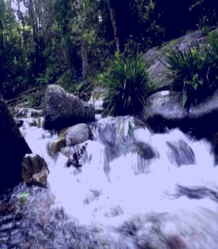 SubjectCoach | Washpool National Park