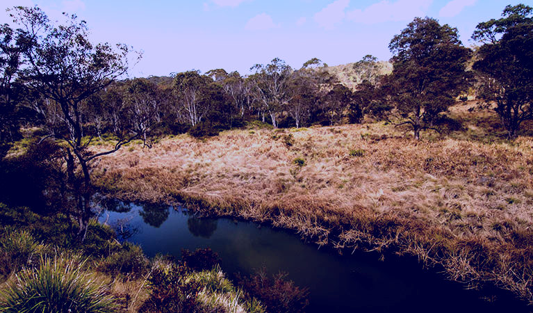 SubjectCoach | Werrikimbe National Park