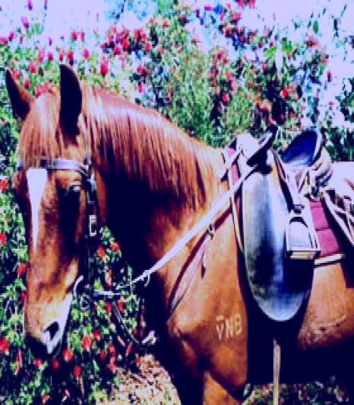 SubjectCoach | Western Plains Riding Centre