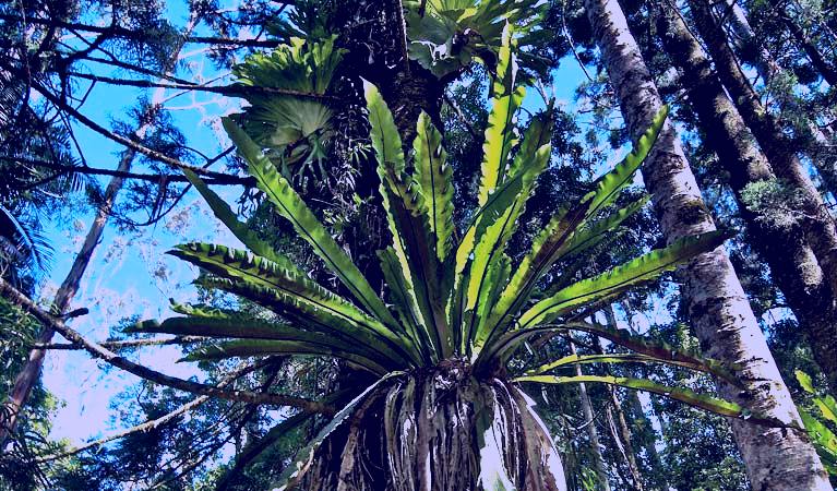 SubjectCoach | Whian Whian State Conservation Area