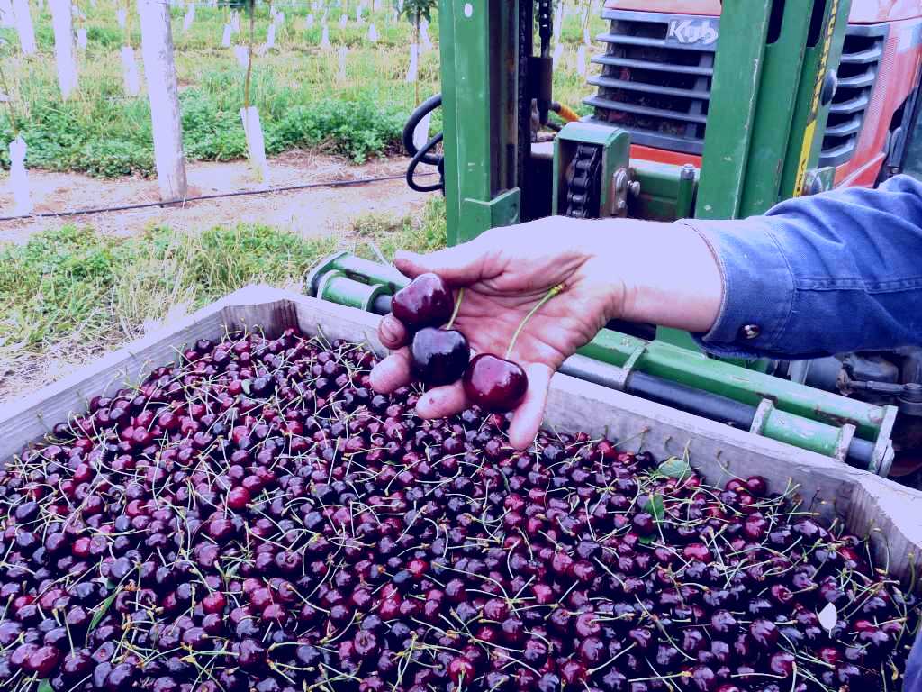 SubjectCoach | Wilgro Orchards