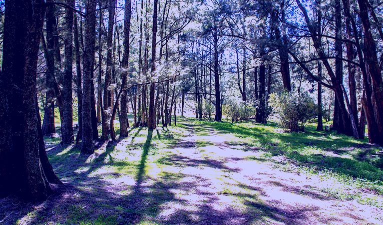 SubjectCoach | Wombeyan Waterfall walking track