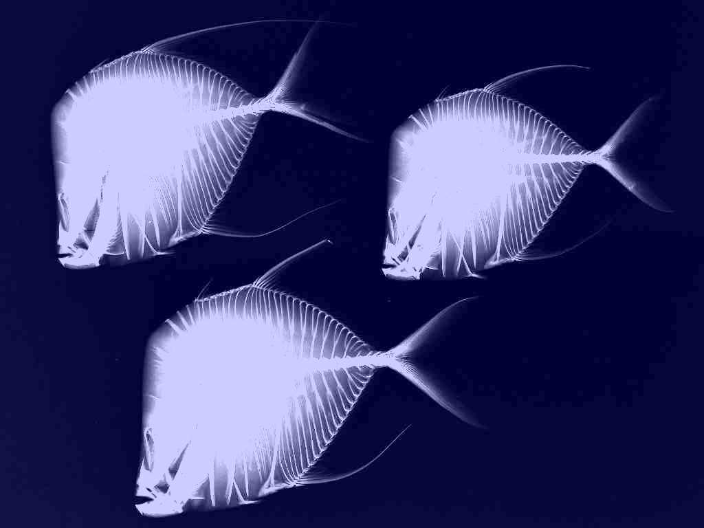 SubjectCoach | X-Ray Vision: Fish Inside Out