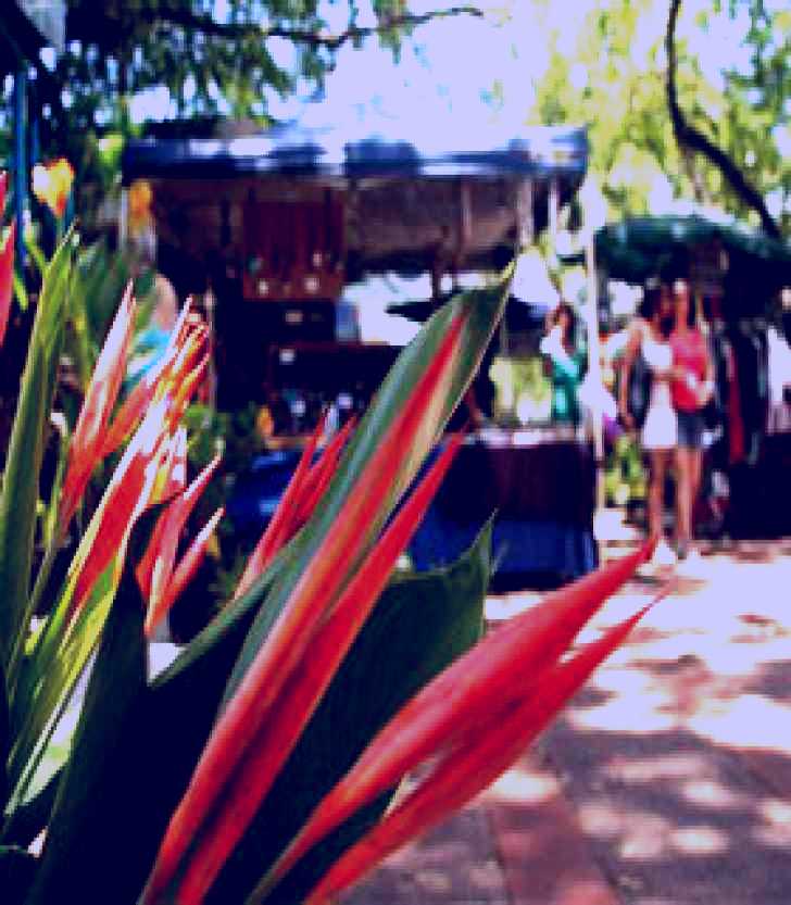 SubjectCoach | Nightcliff Markets