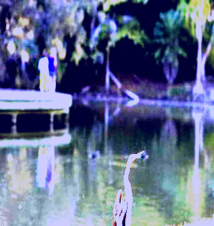 SubjectCoach | Birdwatching in the South Burnett