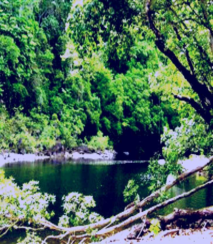 SubjectCoach | Broadwater, Abergowrie State Forest
