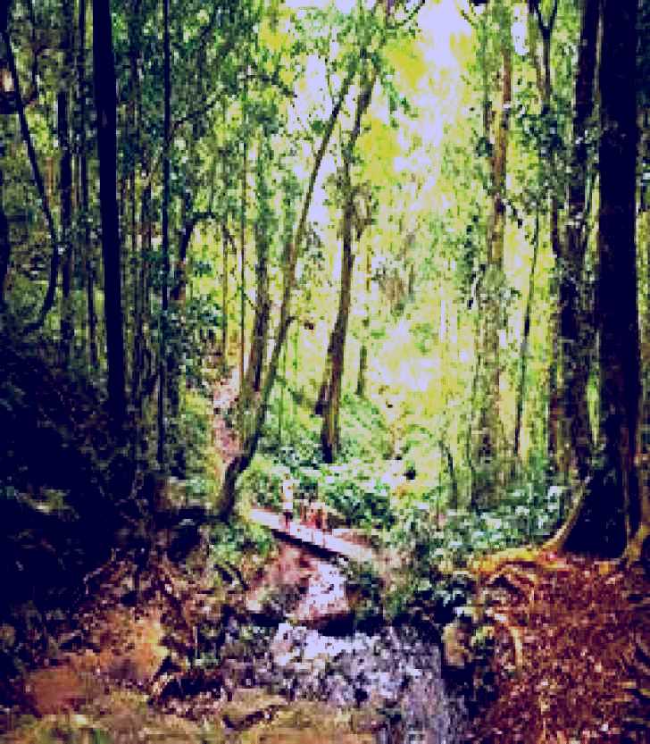 SubjectCoach | Bunya Mountains National Park