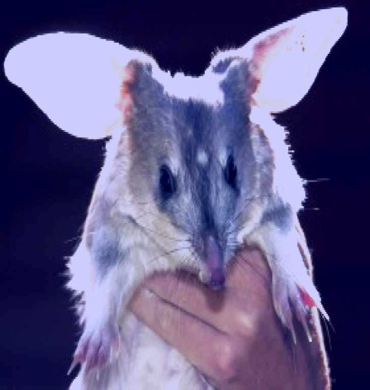 SubjectCoach | Charleville - Bilby Experience