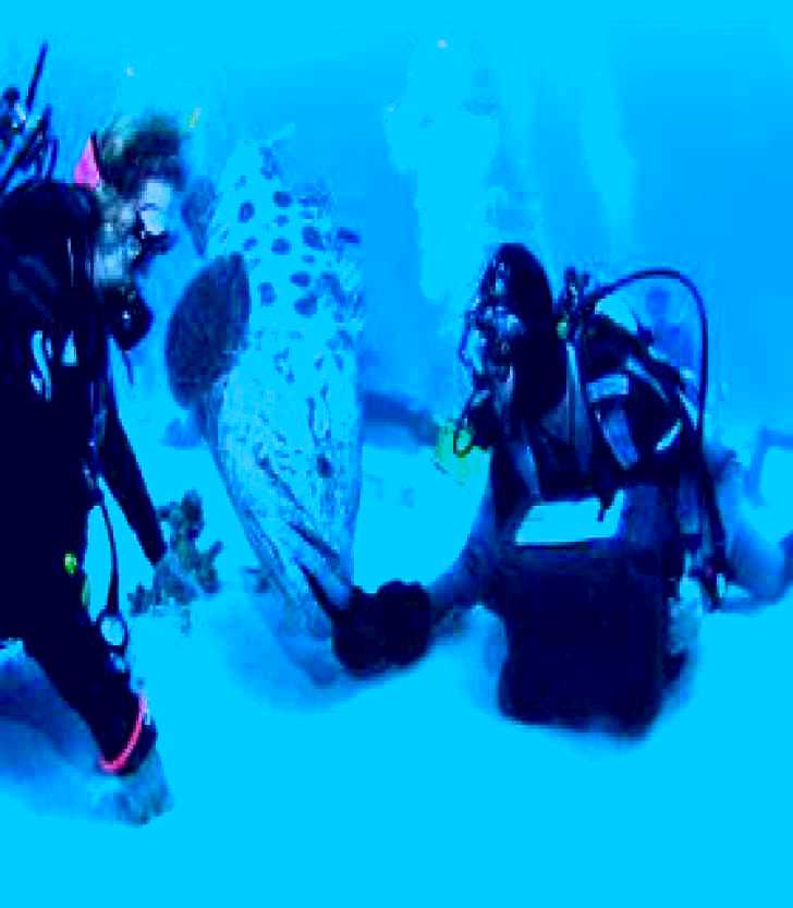 SubjectCoach | Cod Hole Dive Site