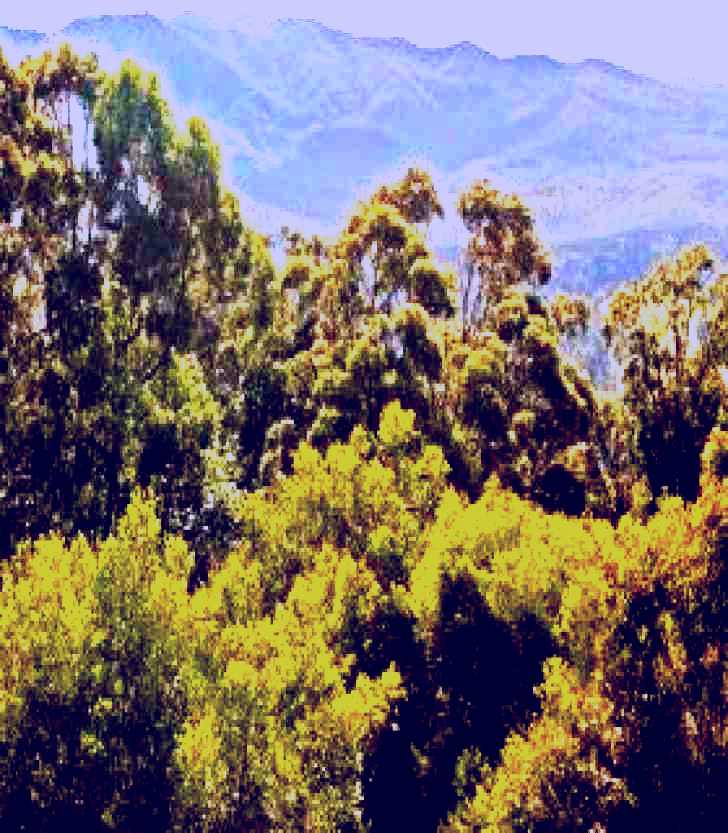 SubjectCoach | Conondale National Park
