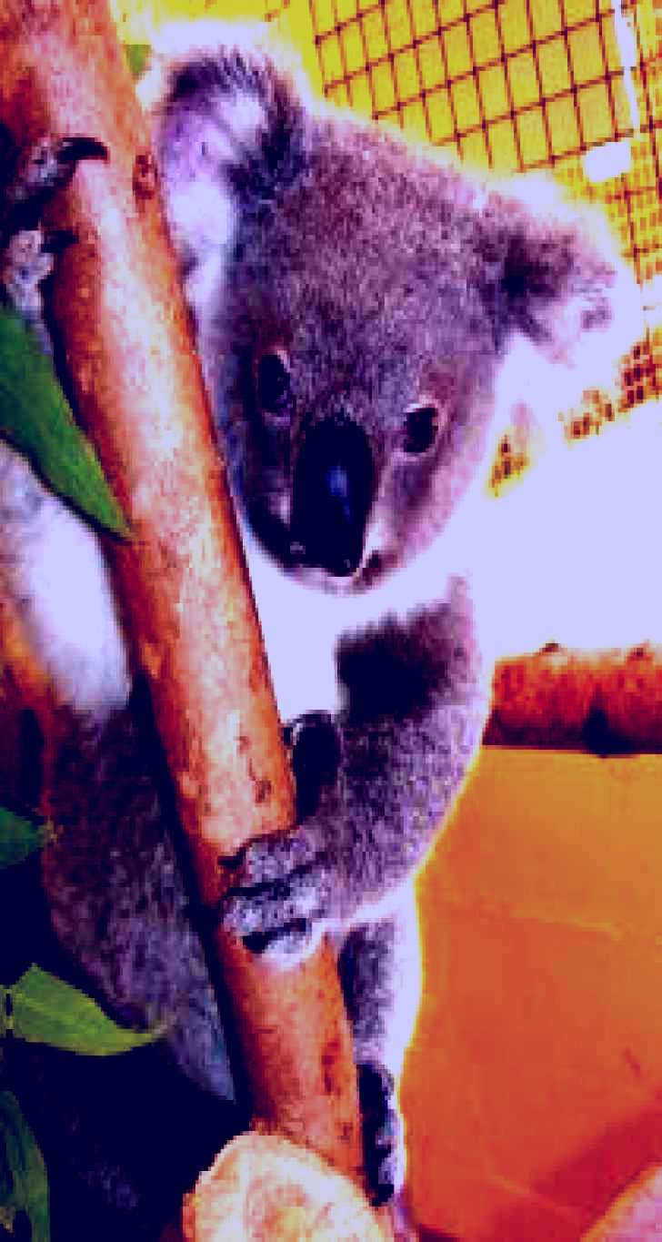 SubjectCoach | Cooberrie Park Wildlife Sanctuary