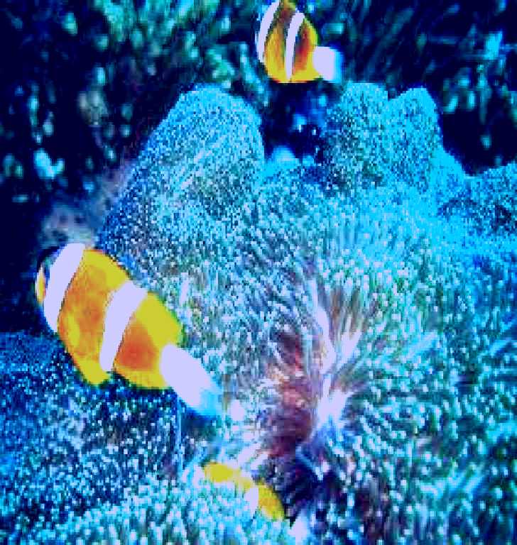 SubjectCoach | Davies Reef Dive Site